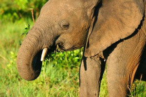 sloni-spasaji-gotucola---jejich-recept-na-dlouhovekost.jpg